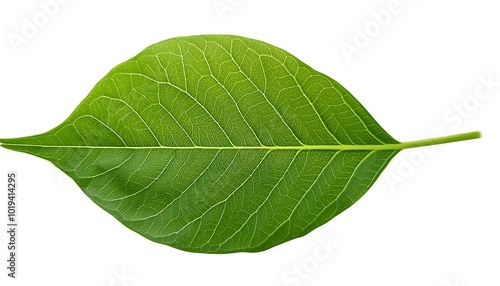 A close-up of a single, green leaf isolated on a white background shows its veins and fresh, natural texture