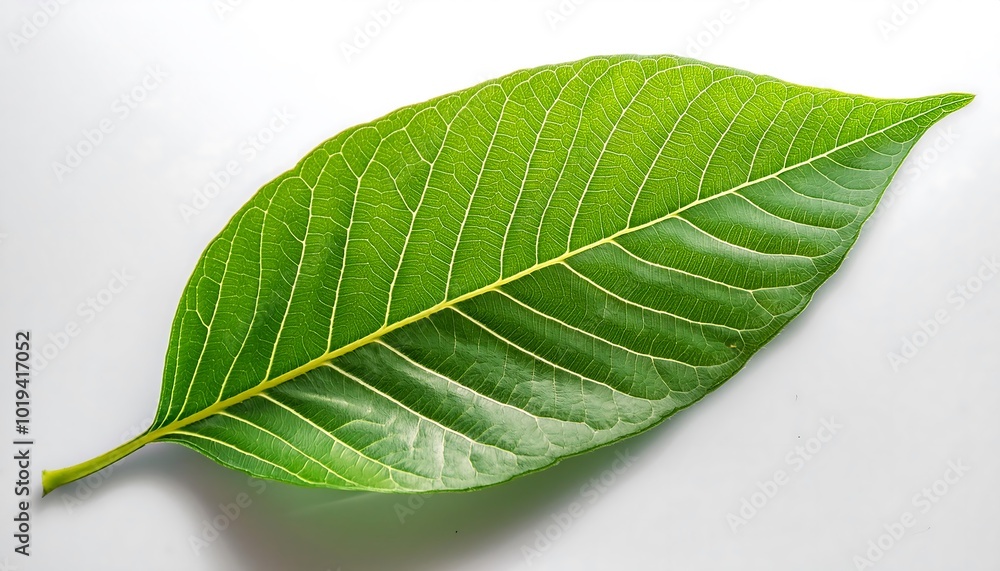 Obraz premium A close-up of a single, green leaf isolated on a white background shows its veins and fresh, natural texture