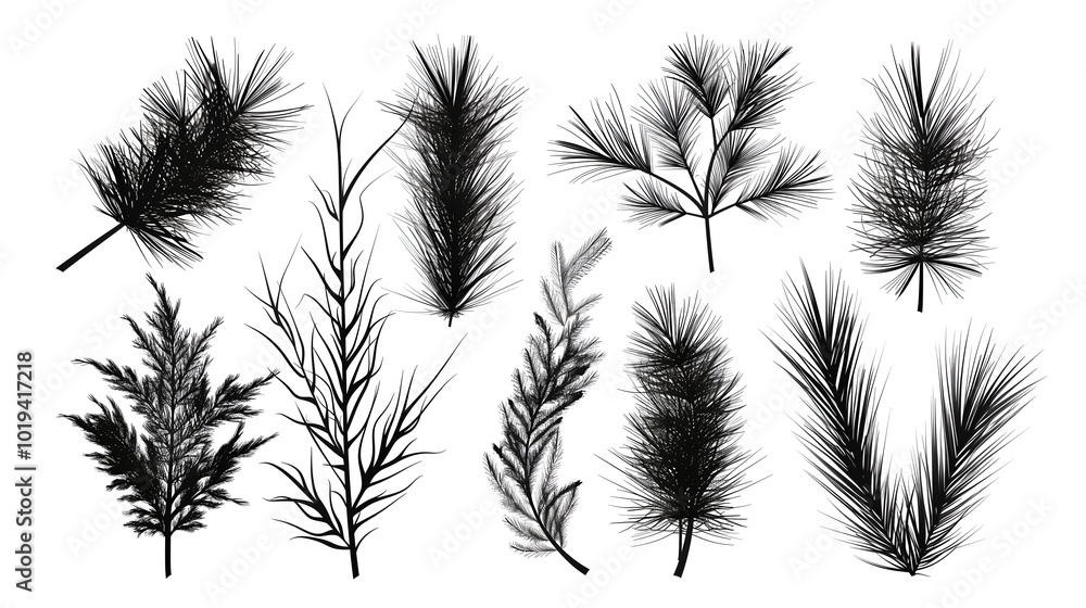 Pine tree branches, illustrator graphics set on a white background Pine tree branches, illustrator graphics set on a white background