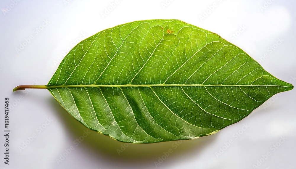 Obraz premium A close-up of a single, green leaf isolated on a white background shows its veins and fresh, natural texture