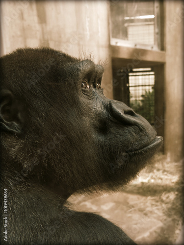 Gorilla in an enclosure at zoo photo