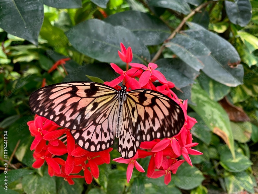 Φωτογραφία Beautiful butterfly feeding from a vibrant pink flower in the garden