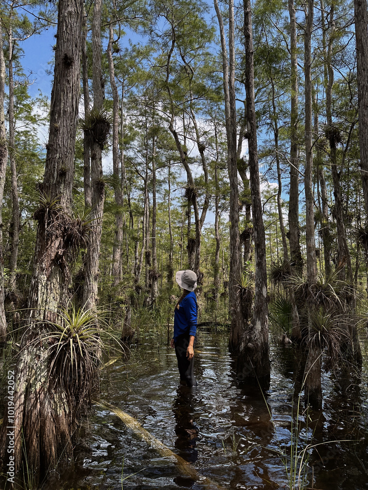 Naklejka premium Biologist standing alongside tall cypress trees knee-deep in the wetland, Everglades National Park