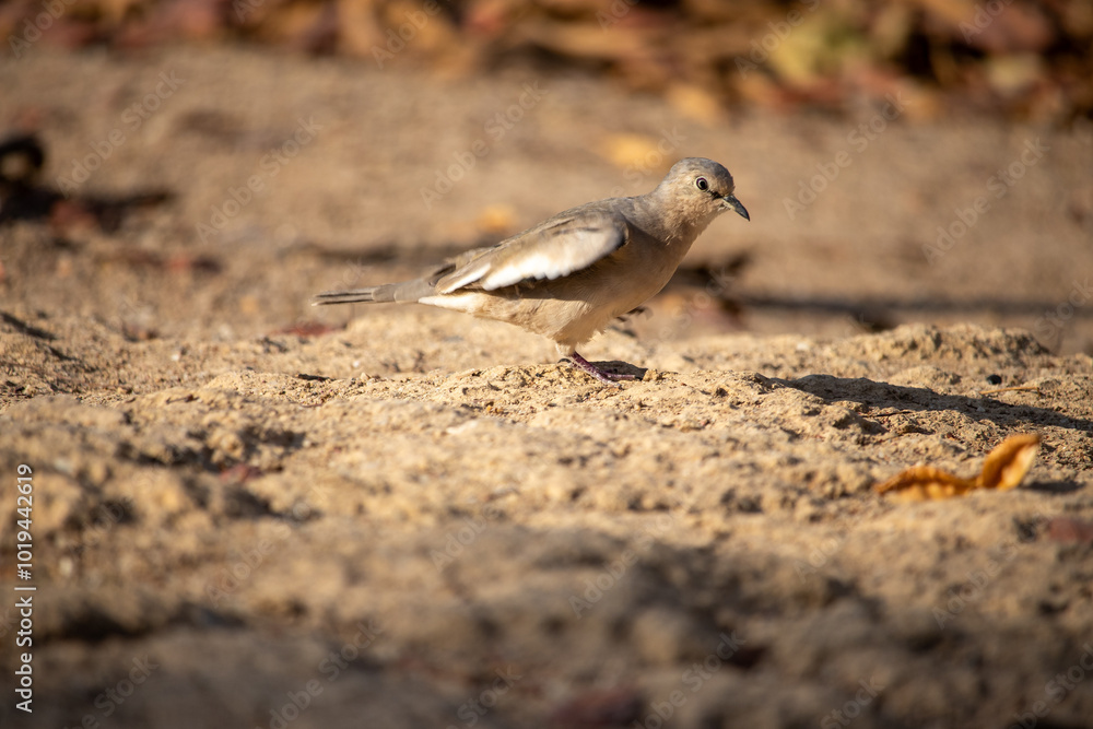 The picui dove, popularly known as the pajeú dove, São José dove and white dove, is a species of bird in the Columbidae family. Rolinha The picui dove, popularly known as the pajeú dove, São José dove and white dove, is a species of bird in the Columbidae family. Rolinha