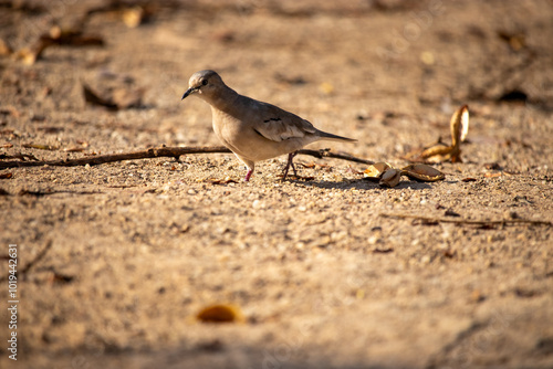 The picui dove, popularly known as the pajeú dove, São José dove and white dove, is a species of bird in the Columbidae family. Rolinha photo