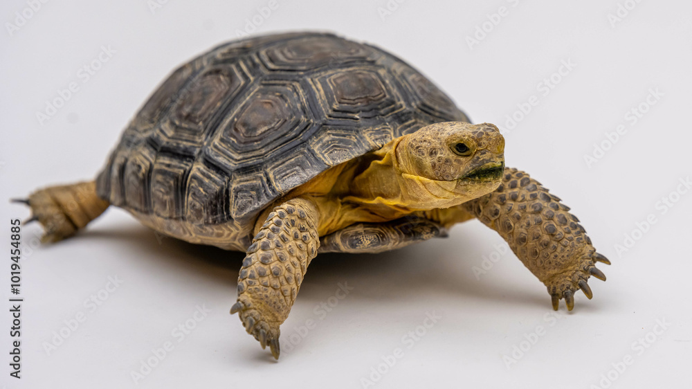 Obraz premium A Desert Tortoise in Tucson, Arizona