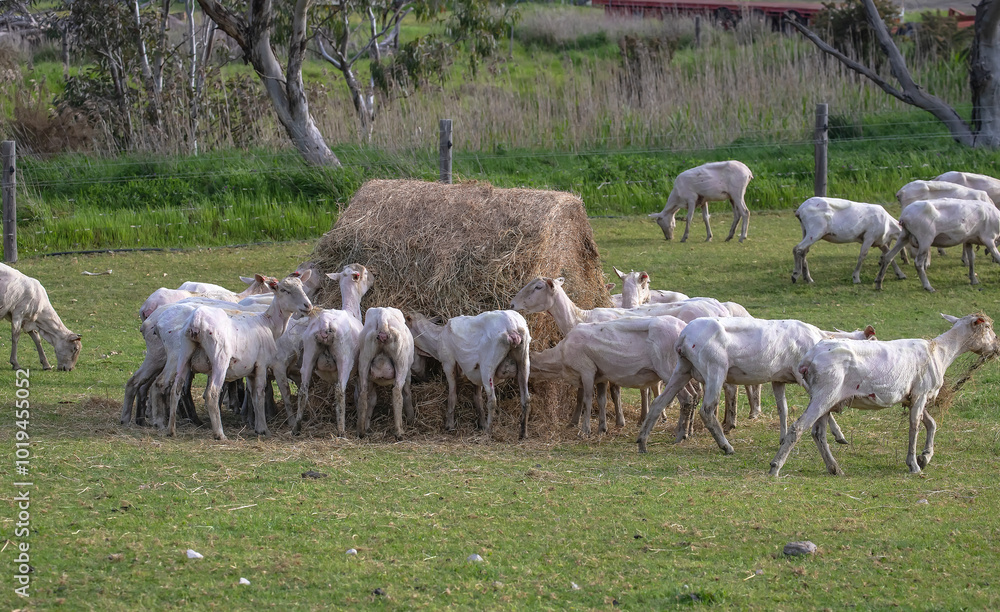 Obraz premium Sheared flock of sheep grazing and feeding in a rural pasture, highlighting farm life and the wool industry in Australia
