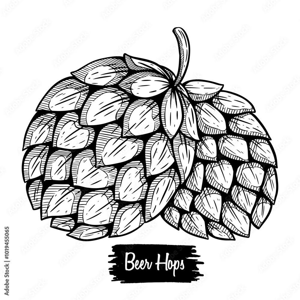 Fototapeta premium Hop cones hand drawing. beer ingredients hop cones with sketch style