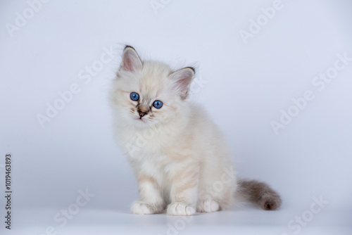 Sacred Birman kitten seal tabby point color, birma Cat isolated on a white background, studio photo