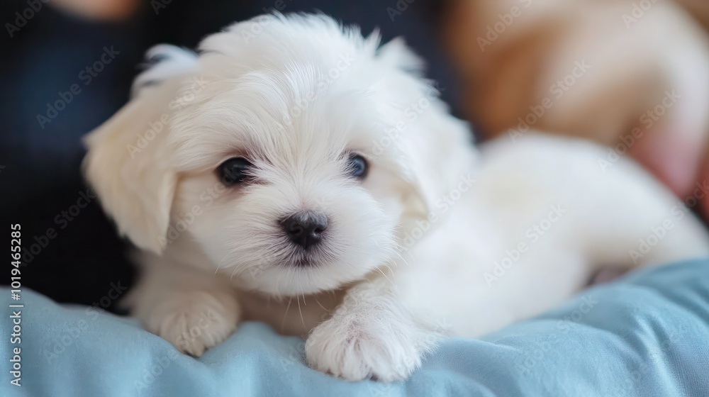 A small pet care business owned by a Sub-Saharan African entrepreneur provides a warm and professional care environment. A small pet care business owned by a Sub-Saharan African entrepreneur provides a warm and professional care environment.