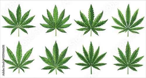 Realistic vector green cannabis leaf. Stylized cannabis leaves vector set. Vector illustrations of cannabis leaves. Collection of green cannabis leaf vector. Collection of cannabis leaf vector