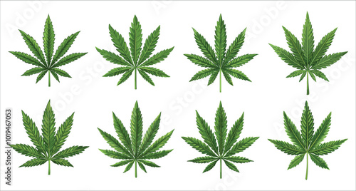Realistic vector green cannabis leaf. Stylized cannabis leaves vector set. Vector illustrations of cannabis leaves. Collection of green cannabis leaf vector. Collection of cannabis leaf vector
