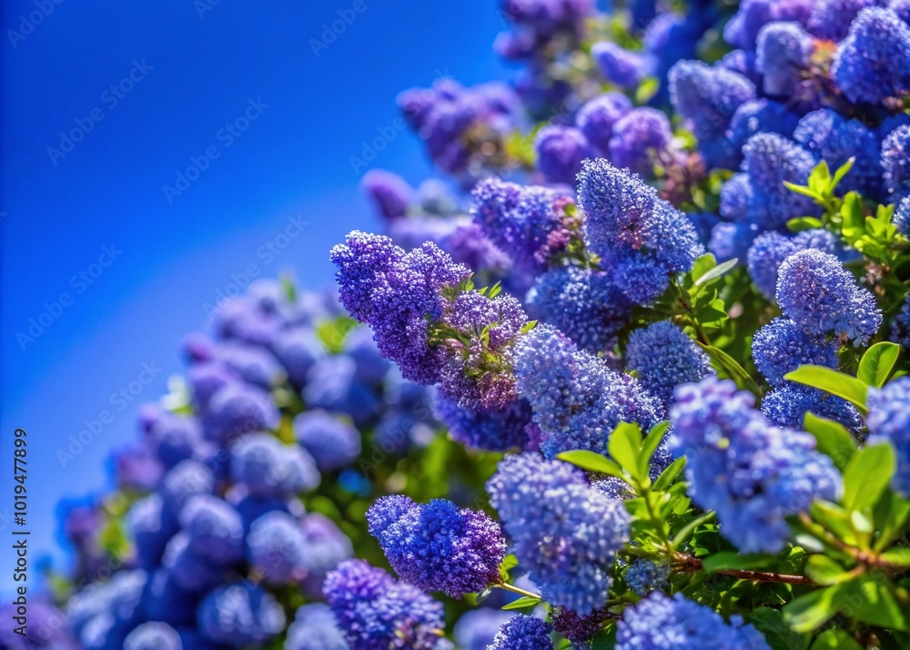 Vibrant Ceanothus Purple Blooms in Full Bloom Against a Clear Blue Sky in a Beautiful Garden Setting Vibrant Ceanothus Purple Blooms in Full Bloom Against a Clear Blue Sky in a Beautiful Garden Setting