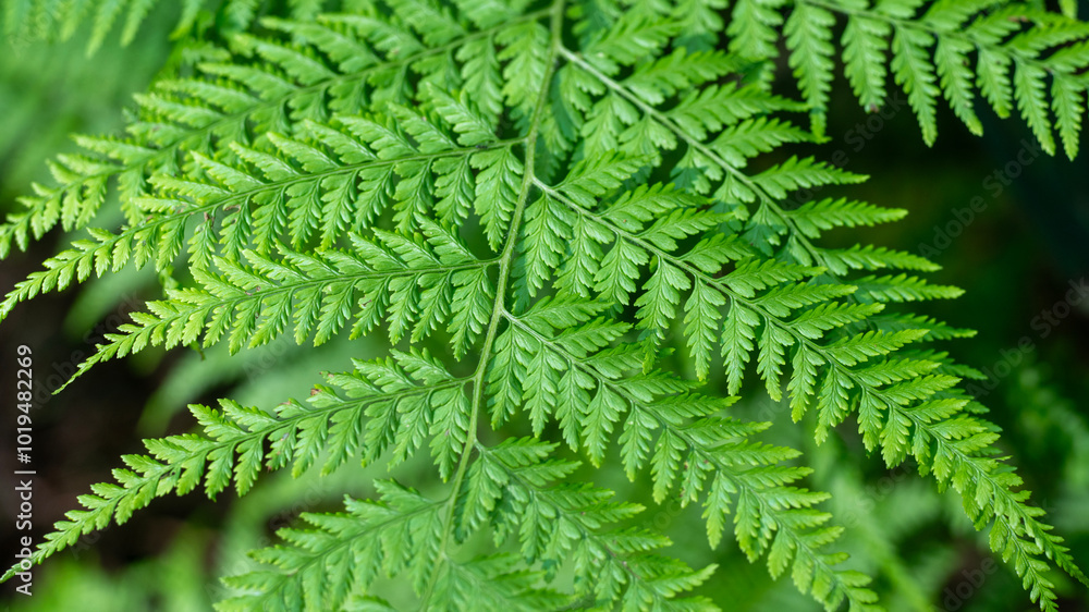 Fern in my garden Fern in my garden