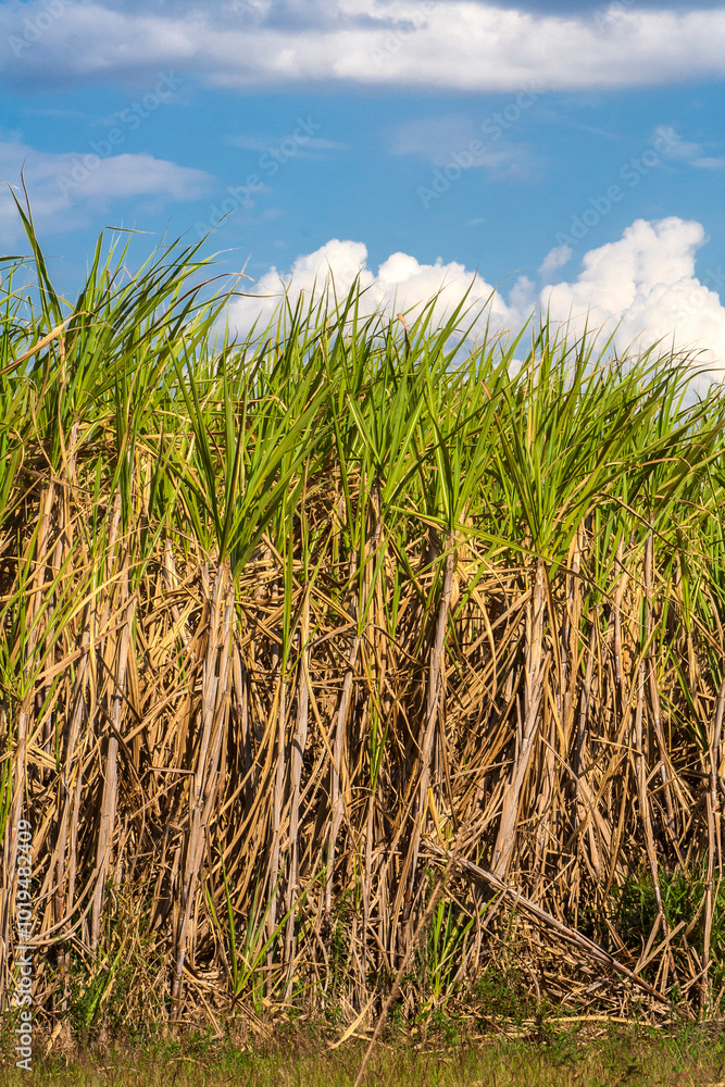 Naklejka premium Sugar cane field and blue sky on the farm in Brazil