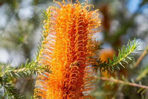 Bottlebrush with bee photo