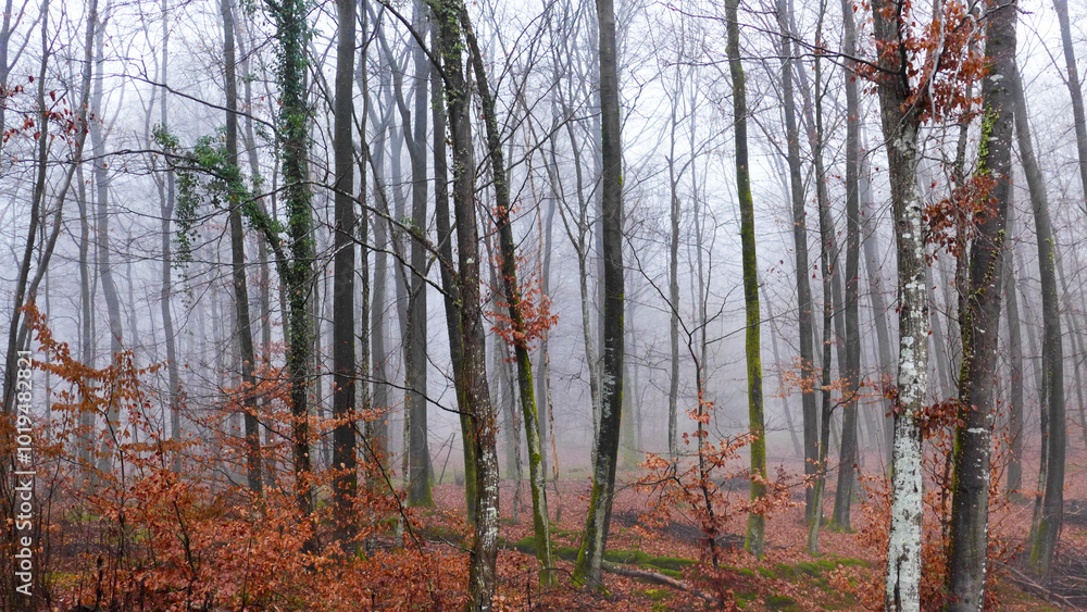 Fototapeta premium Foggy Forest Germany 1