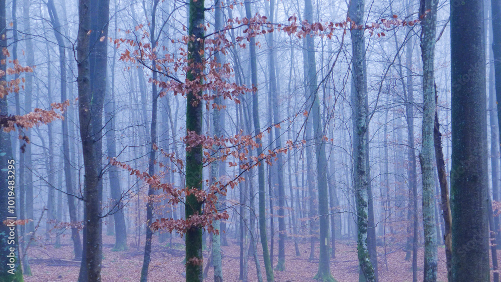 Obraz premium Foggy Forest Germany 2