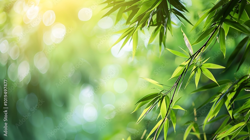 Bamboo leaves with sunlight in the morning. Green nature background. Bamboo leaves with sunlight in the morning. Green nature background.