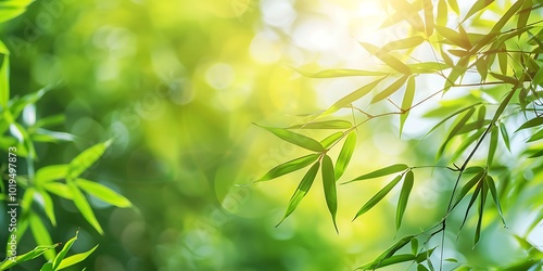 Bamboo leaves with sunlight in the morning. Green nature background.