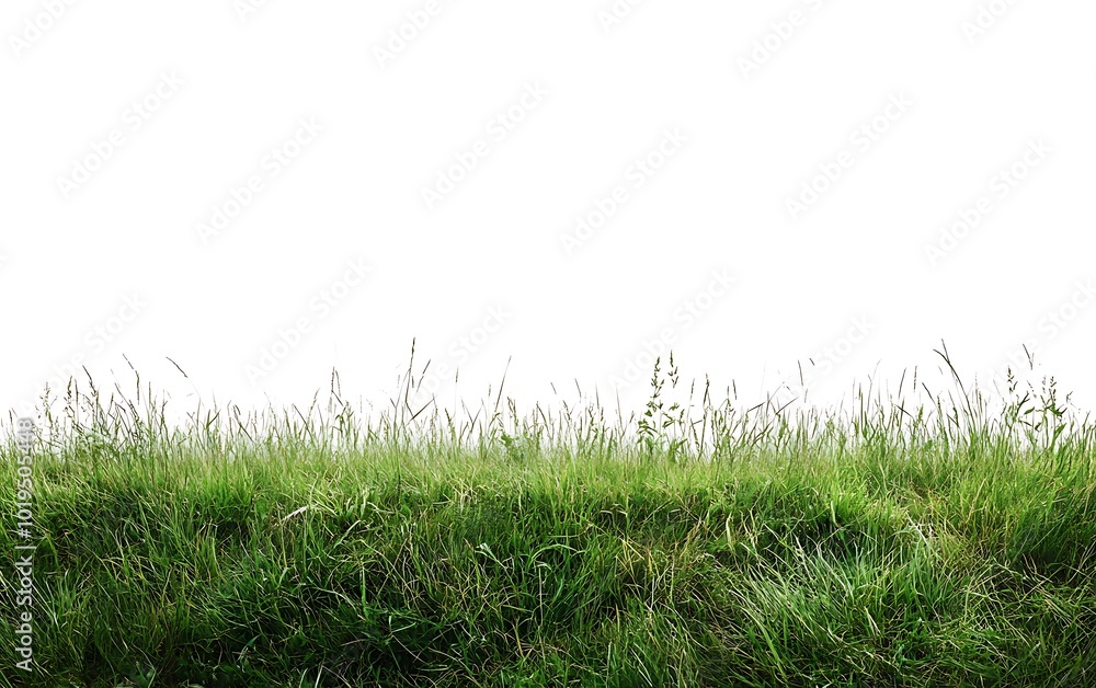 Fototapeta premium Green grass isolated on white background with for your text