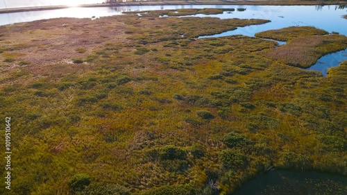 River delta reeds at dawn