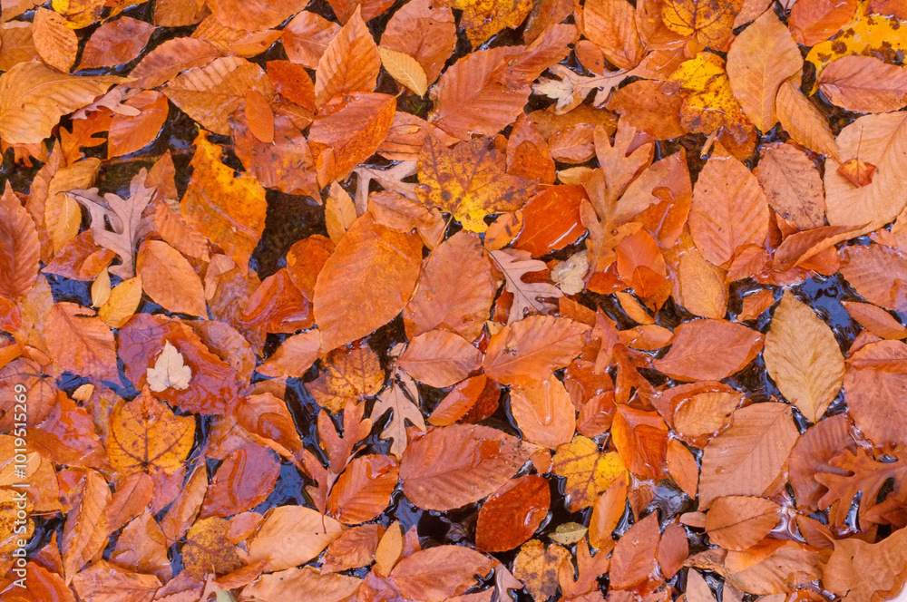 Colorful fall leaves lying in puddle on ground Colorful fall leaves lying in puddle on ground