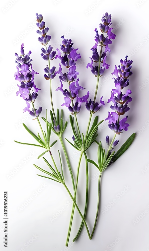 Fototapeta premium Lavender flowers bunch isolated on white background cutout. Top view. Flat lay.