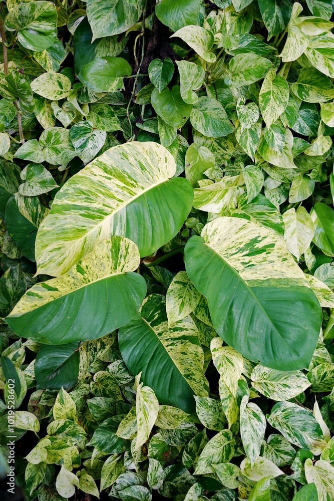 Epipremnum Marble Queen giant leaves Epipremnum Marble Queen giant leaves