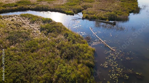 River delta reeds at dawn
