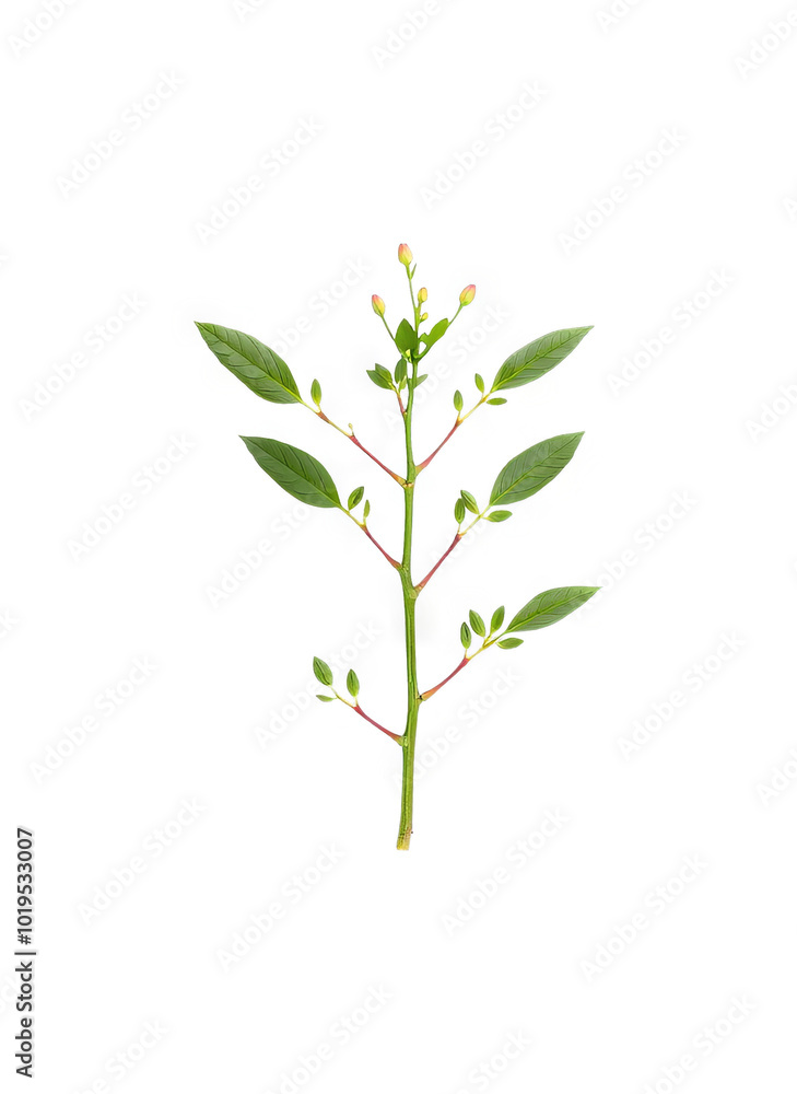 Elegant Botanical Illustration with Transparent Background - Perfect for Design Overlays Elegant Botanical Illustration with Transparent Background - Perfect for Design Overlays