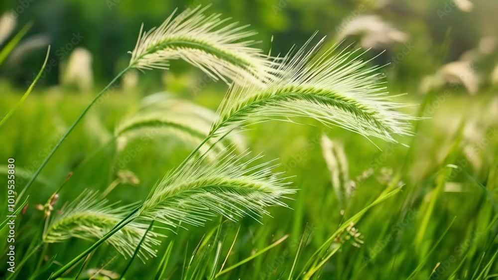 Grass Swaying in the Wind Grass Swaying in the Wind