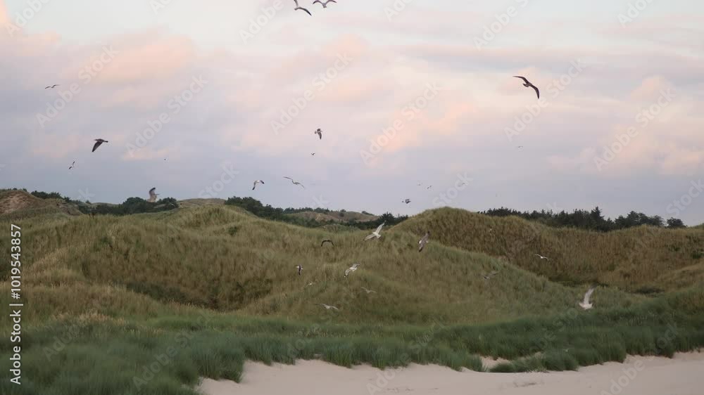 Seagulls flying over green dunes with an evening sky background Seagulls flying over green dunes with an evening sky background