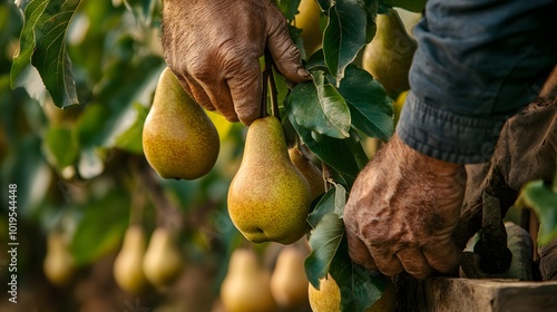 Farmer s Hand Gently Picking Fresh Pears from Orchard Tree in Autumn photo