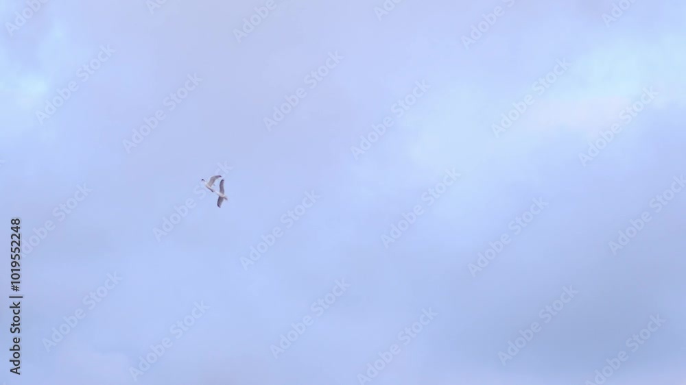 Two seagulls flying in the sky with clouds in the background Two seagulls flying in the sky with clouds in the background