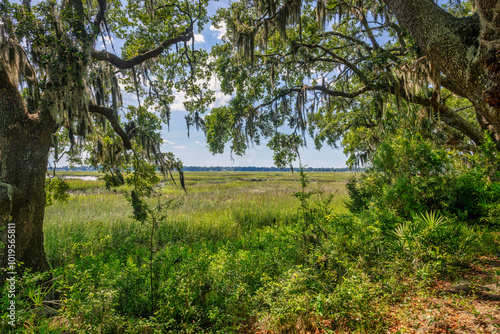 Southern views by marsh framed with trees photo