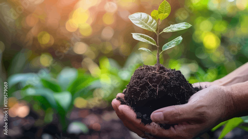 Hands holding a sapling in soil 
