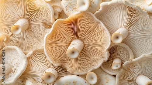 Closeup view of theunderside of pile clitocybe mushrooms Closeup of beige mushrooms texture background : Generative AI