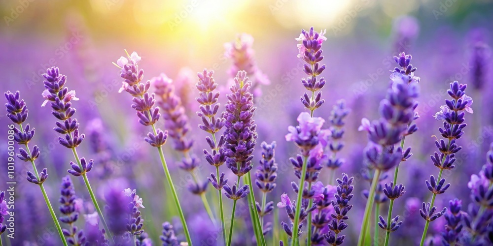 Lavender flowers in full bloom isolated on background for aromatherapy and floral themes, lavender, flowers, bloom Lavender flowers in full bloom isolated on background for aromatherapy and floral themes, lavender, flowers, bloom