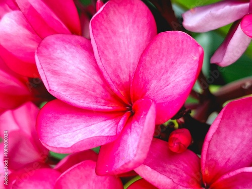 beautiful red flower with five petals photo