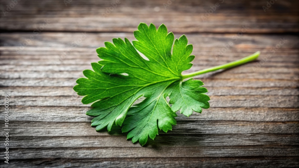Fresh organic coriander leaf, herbs, green, ingredient, natural, healthy, plant, vegetarian, cooking, aromatic, spice Fresh organic coriander leaf, herbs, green, ingredient, natural, healthy, plant, vegetarian, cooking, aromatic, spice