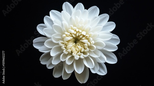 A close-up of a delicate white flower against a black background, showcasing its intricate petals.