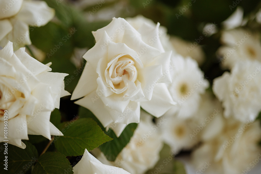 A bouquet of white roses with green leaves. High quality photo A bouquet of white roses with green leaves. High quality photo