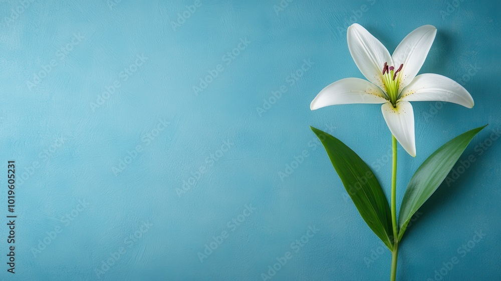 Fototapeta premium A single white lily flower with green leaves against a soft blue background.