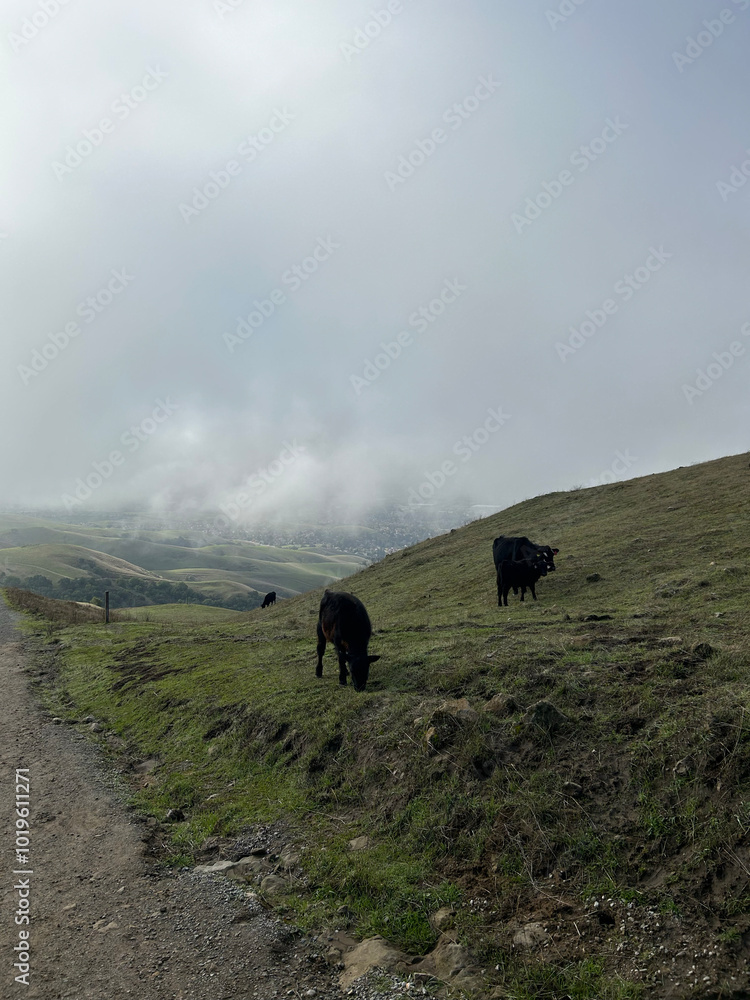 cows in the clouds cows in the clouds
