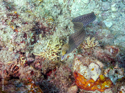 美しいワカウツボ（ウツボ科）。
英名、学名：Abbott's moray eel (Gymnothorax meleagris)
静岡県伊豆半島賀茂郡南伊豆町中木ヒリゾ浜-2024年
 photo