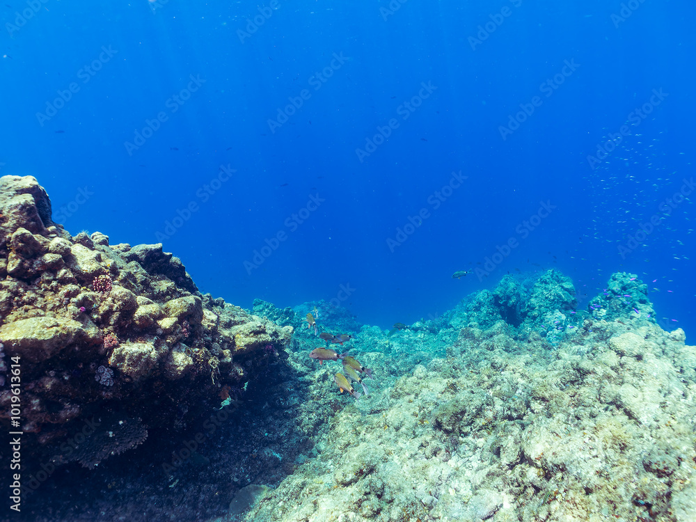 美しいクロユリハゼ(ハゼ科)他の群れ。
英名、学名:Blackfin dartfish, Ptereleotris evides,
静岡県伊豆半島賀茂郡南伊豆町中木ヒリゾ浜-2024年
美しいクロユリハゼ(ハゼ科)他の群れ。
英名、学名:Blackfin dartfish, Ptereleotris evides,
静岡県伊豆半島賀茂郡南伊豆町中木ヒリゾ浜-2024年