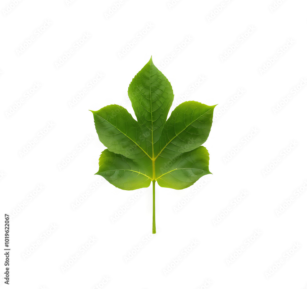 Obraz premium Vibrant Green Leaf on Transparent Background for Nature Designs and Overlays