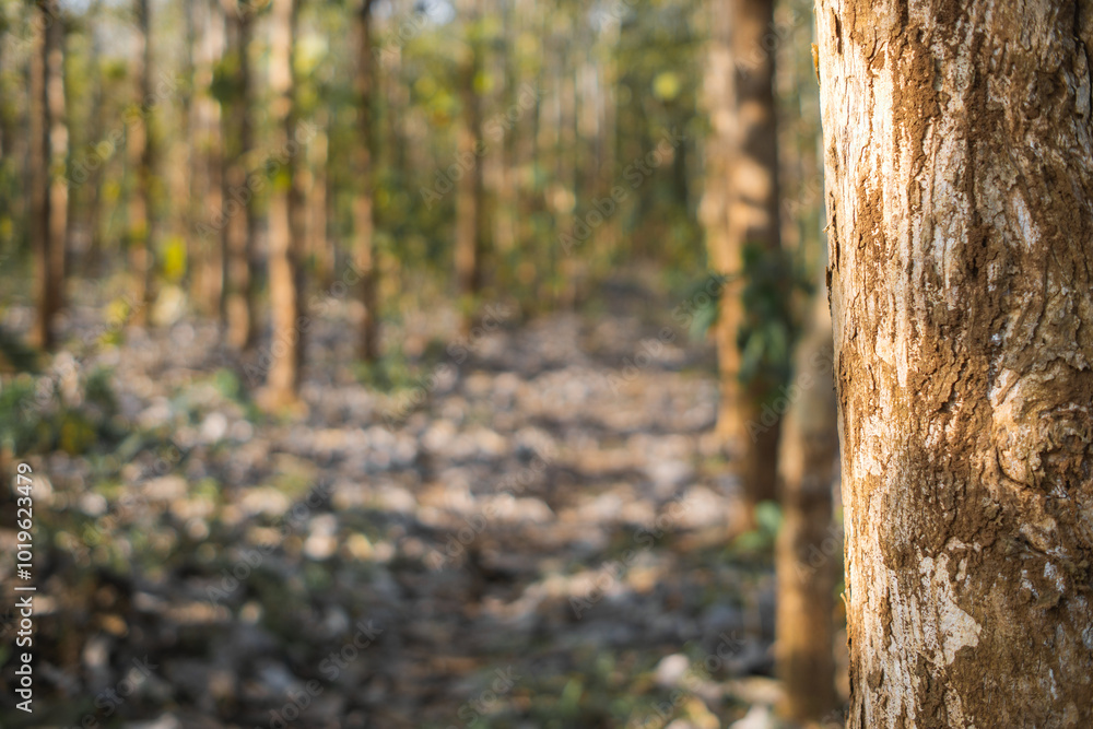 Obraz premium Sunlit Teak Plantation: A Close-Up of Sustainable Forestry