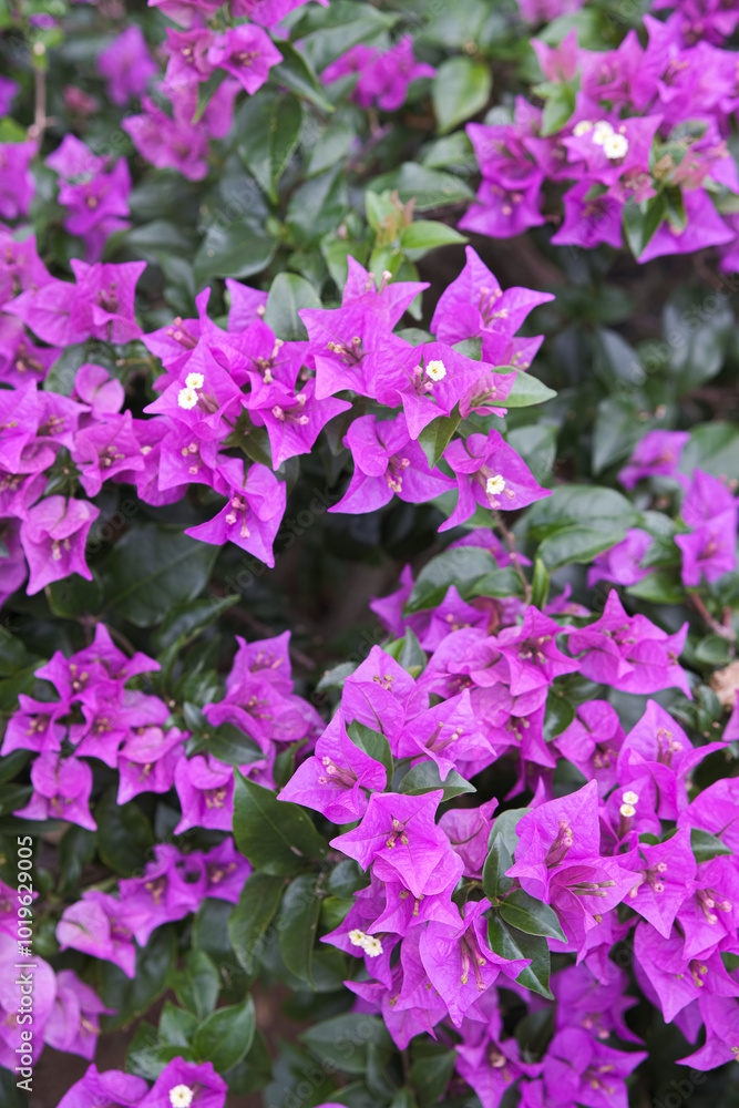 Vibrant Purple Bougainvillea Bush, Lush Foliage Detail Vibrant Purple Bougainvillea Bush, Lush Foliage Detail